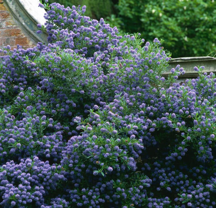 MATURE CEANOTHUS AUTUMNAL BLUE SHRUB IN FLOWER GROWING AGAINST A WALL
