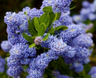 POWEDER PUFF BLUE FLOWERS OF CEANOTHUS SHRUB