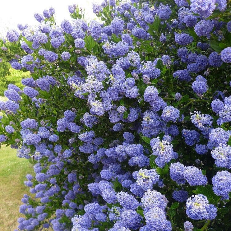 CEANOTHUS SHRUBS IN FLOWER