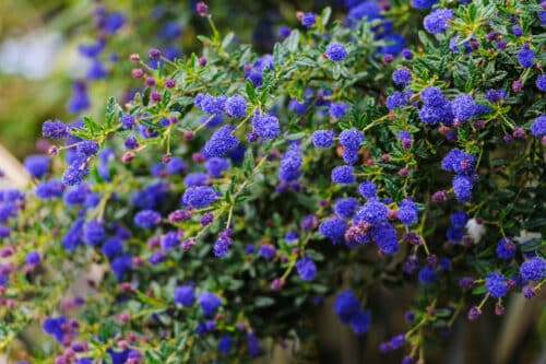 BRIGHT BLUE FLOWERS OF CEANOTHUS SHRUB IN A GARDEN