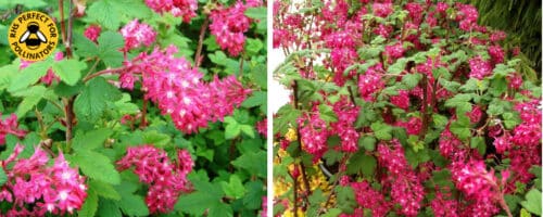 BUY FLOWERING CURRANT HEDGING PLANTS AND SHRUBS ONLINE FROM HOPES GROVE NURSERIES RIBES SANGUINEUM KING EDWARD VII