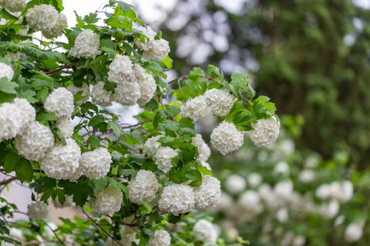 FLOWERS AND YOUNG FOLIAGE OF VIBURNUM OPULUS ROSEUM THE SNOWBALL BUSH