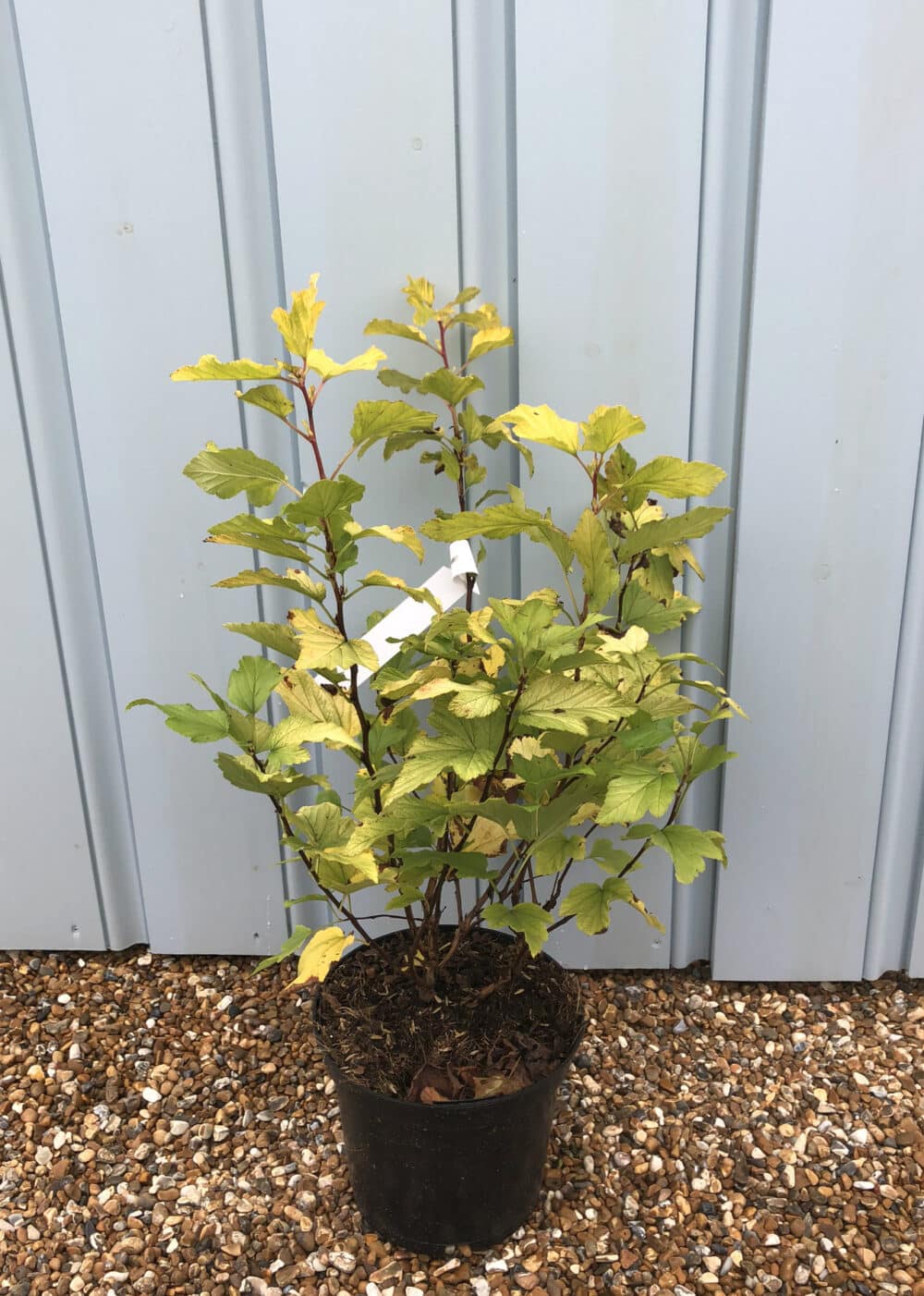 Physocarpus Darts Gold Hopes Grove Nurseries