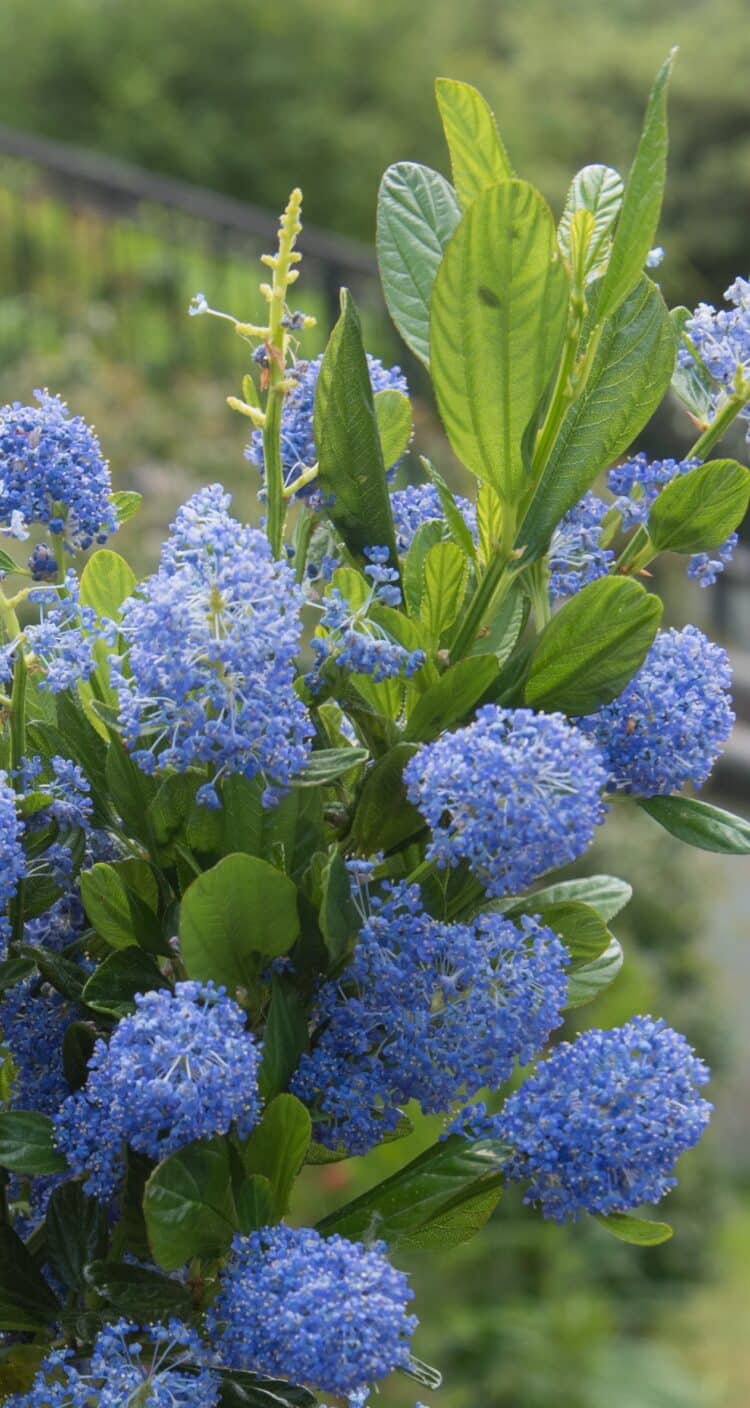 Image of Close-up of Ceanothus Skylark flowers