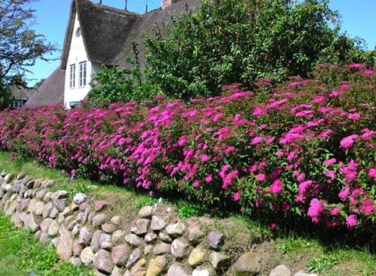 ROW OF SPIRAEA JAPONICA ANTHONY WATERER SHRUBS IN FLOWER