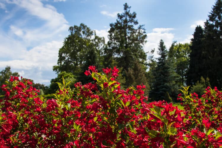 WEIGELA BRISTOL RUBY SHRUB IN FLOWER GROWING AS A HEDGE