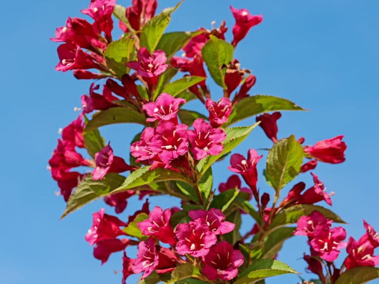 FLOWER DETAIL OF WEIGELA BRISTOL RUBY WITH BLUE SKY BACKGROUND