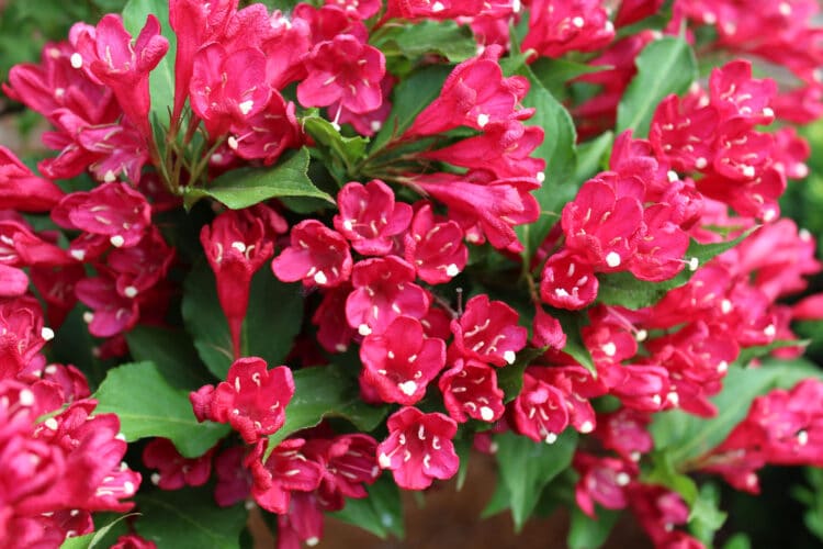 CLOSE UP FLOWER DETAIL OF WEIGELA BRISTOL RUBY