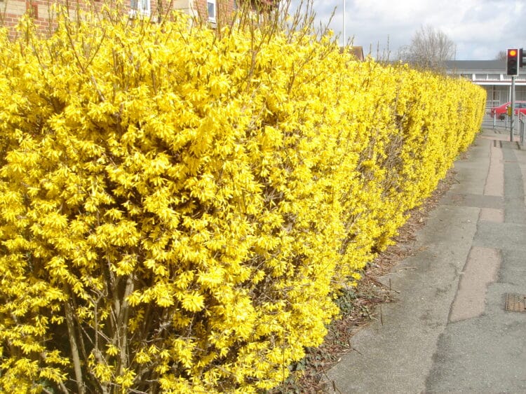 LONG HEDGE OF FORSYTHIA X INTERMEDIA SPECTABILIS IN FLOWER FORSYTHIA HEDGE