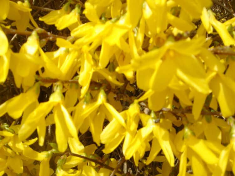 FORSYTHIA SHRUB FLOWER DETAIL FORSYTHIA X INTERMEDIA SPECTABILIS