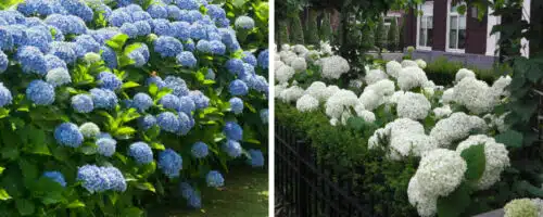 BUY HYDRANGEA HEDGING PLANTS ONLINE FROM HOPES GROVE NURSERIES