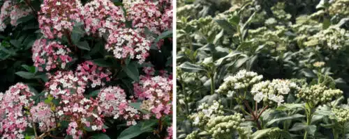 BUY VIBURNUM HEDGING PLANTS ONLINE FROM HOPES GROVE NURSERIES
