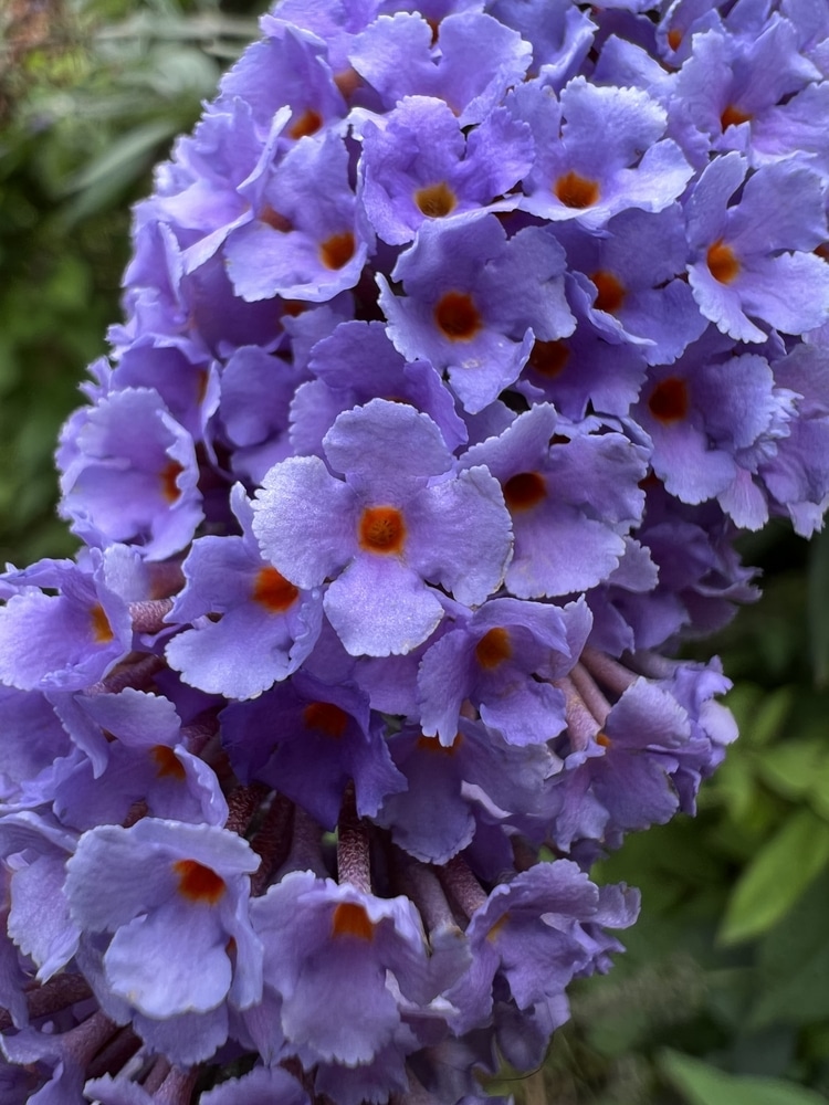 MACRO PHOTO OF BUDDLEJA EMPIRE BLUE FLOWER