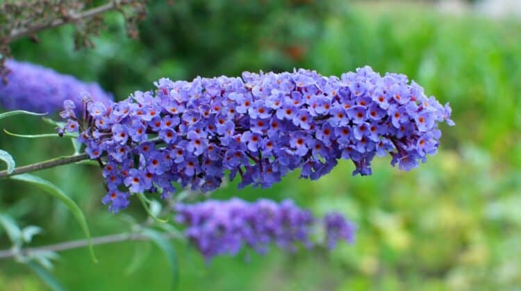 FLOWER DETAIL OF BUDDLEJA DAVIDII EMPIRE BLUE