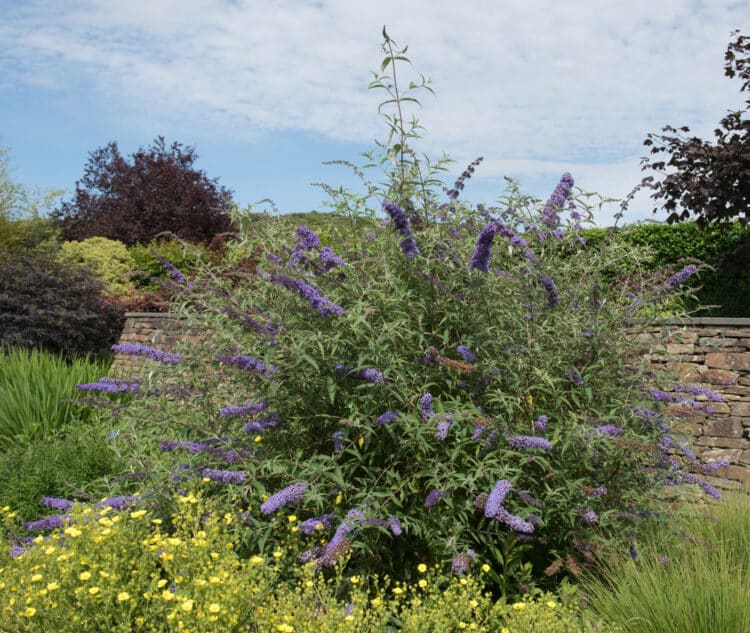 MATURE BUDDLEJA DAVIDII EMPIRE BLUE SHRUB IN FLOWER