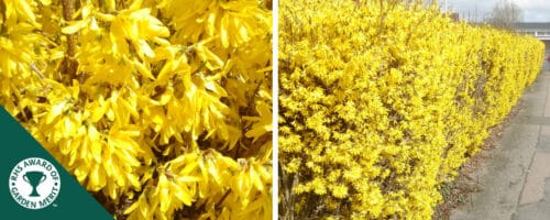 BUY FORSYTHIA HEDGING PLANTS ONLINE FROM HOPES GROVE NURSERIES