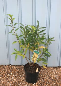 Forsythia Spectabilis Potted Hedging 50-60cm 240-0in