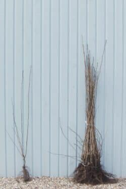 Hazel Bare Root Hedging 125-150cm 48-60in