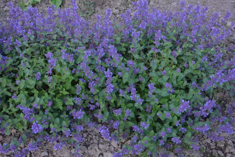 BLUE FLOWERS OF CATMINT GROUND COVER PLANTS NEPETA MUSSINI