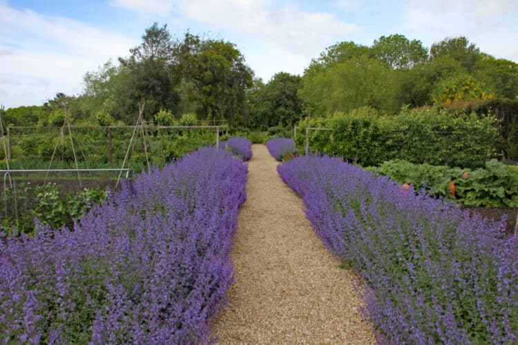 TWO NEAT ROWS OF NEPETA MUSSINI EITHER SIDE OF GRAVEL PATH WITH BLUE FLOWERS