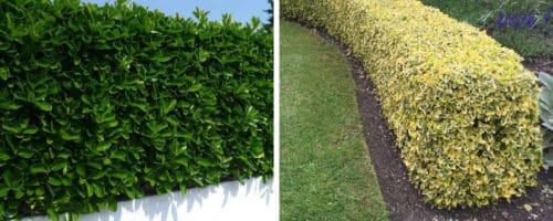 BUY EUONYMUS HEDGING PLANTS ONLINE FROM HOPES GROVE NURSERIES