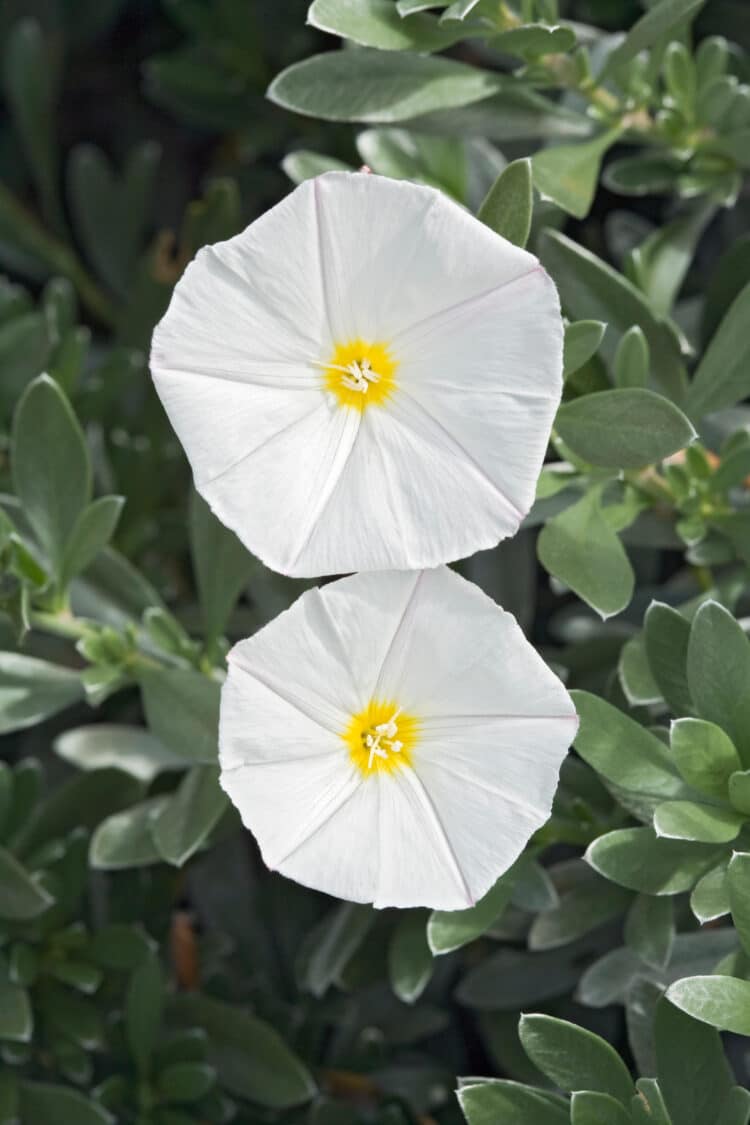 CONVOLVULUS CNEORUM FLOWER DETAIL