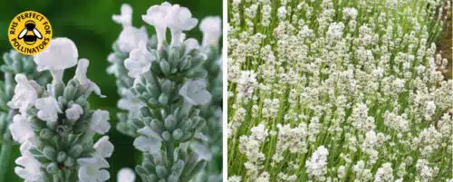 BUY WHITE LAVENDER HEDGING PLANTS AND SHRUBS ONLINE FROM HOPES GROVE NURSERIES