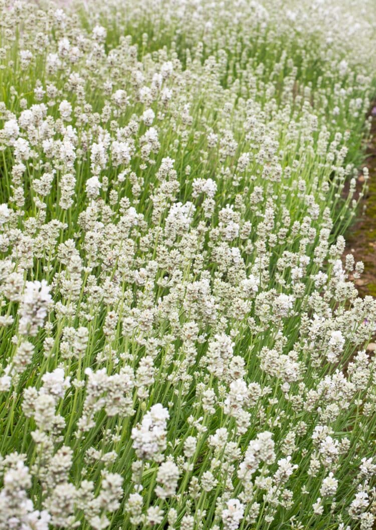 MATURE WHITE LAVENDER HEDGE IN FLOWER LAVANDULA ANGUSTIFOLIA ALBA