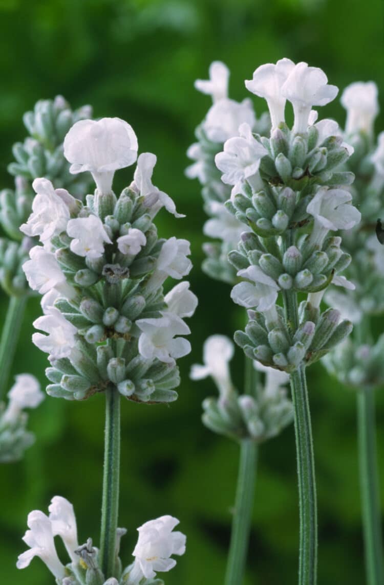 FLOWER DETAIL OF WHITE LAVENDER LAVANDULA ANGUSTIFOLIA ALBA