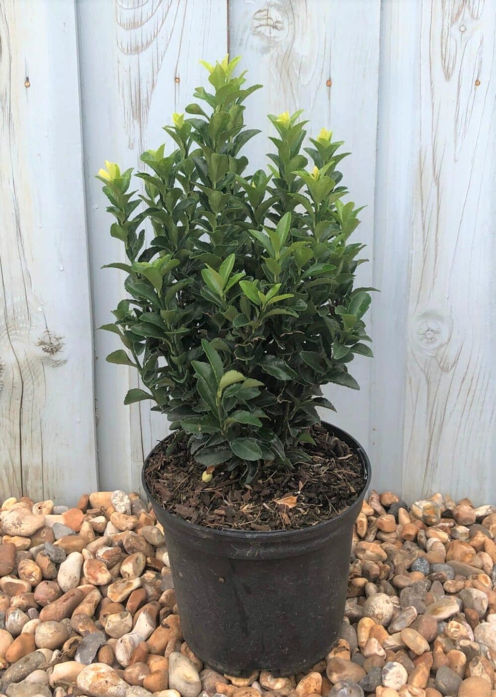 Euonymus Japonicus Jean Hugues Hedging - Hopes Grove Nurseries