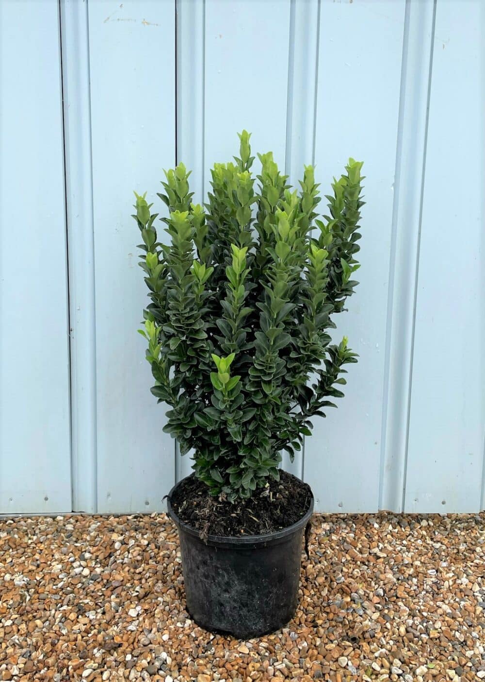Euonymus Japonicus Jean Hugues Hedging - Hopes Grove Nurseries