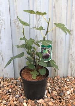 Fig Brown Turkey Potted Fruit Trees 6243