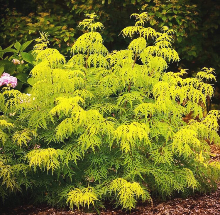 MATURE SAMBUCUS NIGRA GOLDEN TOWER SHRUB IN A FLOWER BED