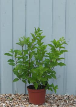 Hydrangea Paniculata Vanille Fraise Potted Hedging 30-50cm 144-0in