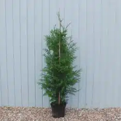 Thuja Plicata Atrovirens Potted Hedging 150-175cm 60-72in