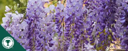 BUY WISTERIA SINENSIS PROLIFIC PLANTS ONLINE FROM HOPES GROVE NURSERIES