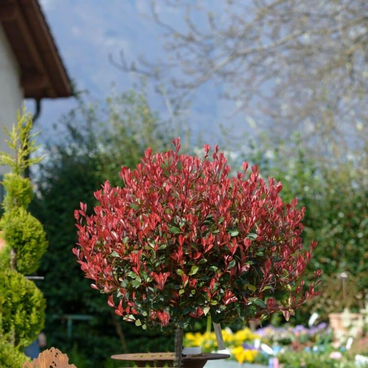 PHOTINIA RED ROBIN TOPIARY BALL ON STEM