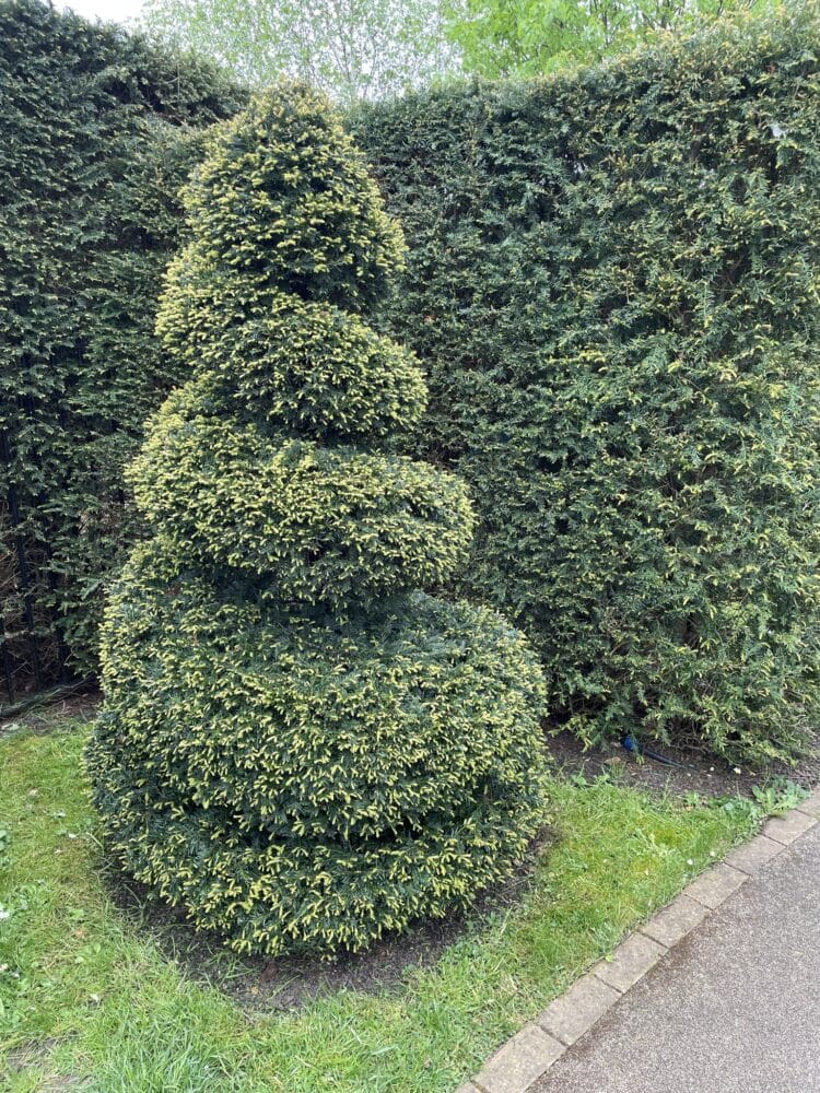 FORMAL YEW TOPIARY SPIRAL AT HAMPTON COURT PALACE GARDENS