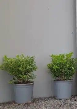 Box Rococo Potted Hedging 10-15cm 48-0in