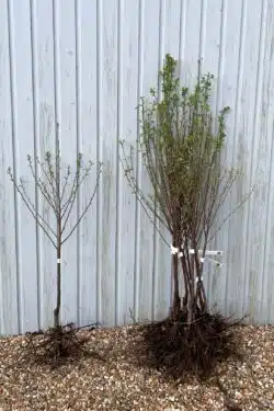 Cherry Morello Bare Root Fruit Trees 100-150cm 42-60in