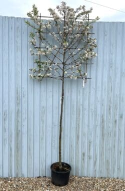 Crabapple Evereste Fresh Pleached Potted Pleached Trees Wide 1440-0in