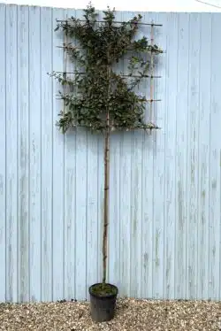 Elaeagnus Ebbingei Fresh Pleached Potted Pleached Trees Wide 1440-0in