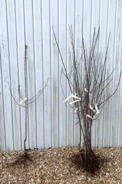 Greengage Old Greengage Bare Root Fruit Trees 120-150cm 48-60in