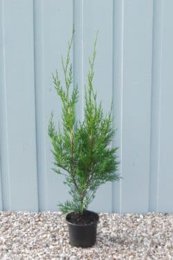 Leylandii Green Potted Hedging 40-50cm 192-0in