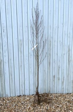 Peach Inka Bare Root Fruit Trees 120-150cm 48-60in