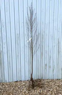 Peach Inka Bare Root Fruit Trees 120-150cm 48-60in