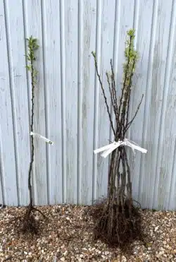 Pear Concorde Bare Root Fruit Trees 90-120cm 36-48in