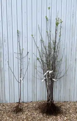 Plum Katinka Bare Root Fruit Trees 120-150cm 48-60in