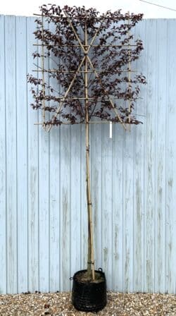 Prunus Cerasifera Nigra Fresh Pleached Potted Pleached Trees Wide 1440-0in