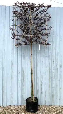 Prunus Cerasifera Nigra Fresh Pleached Potted Pleached Trees Wide 1440-0in